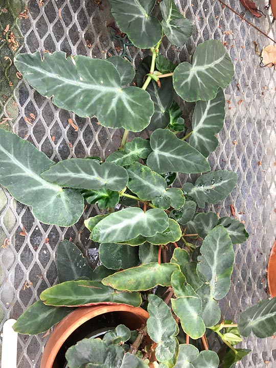 B. castaneifolia
